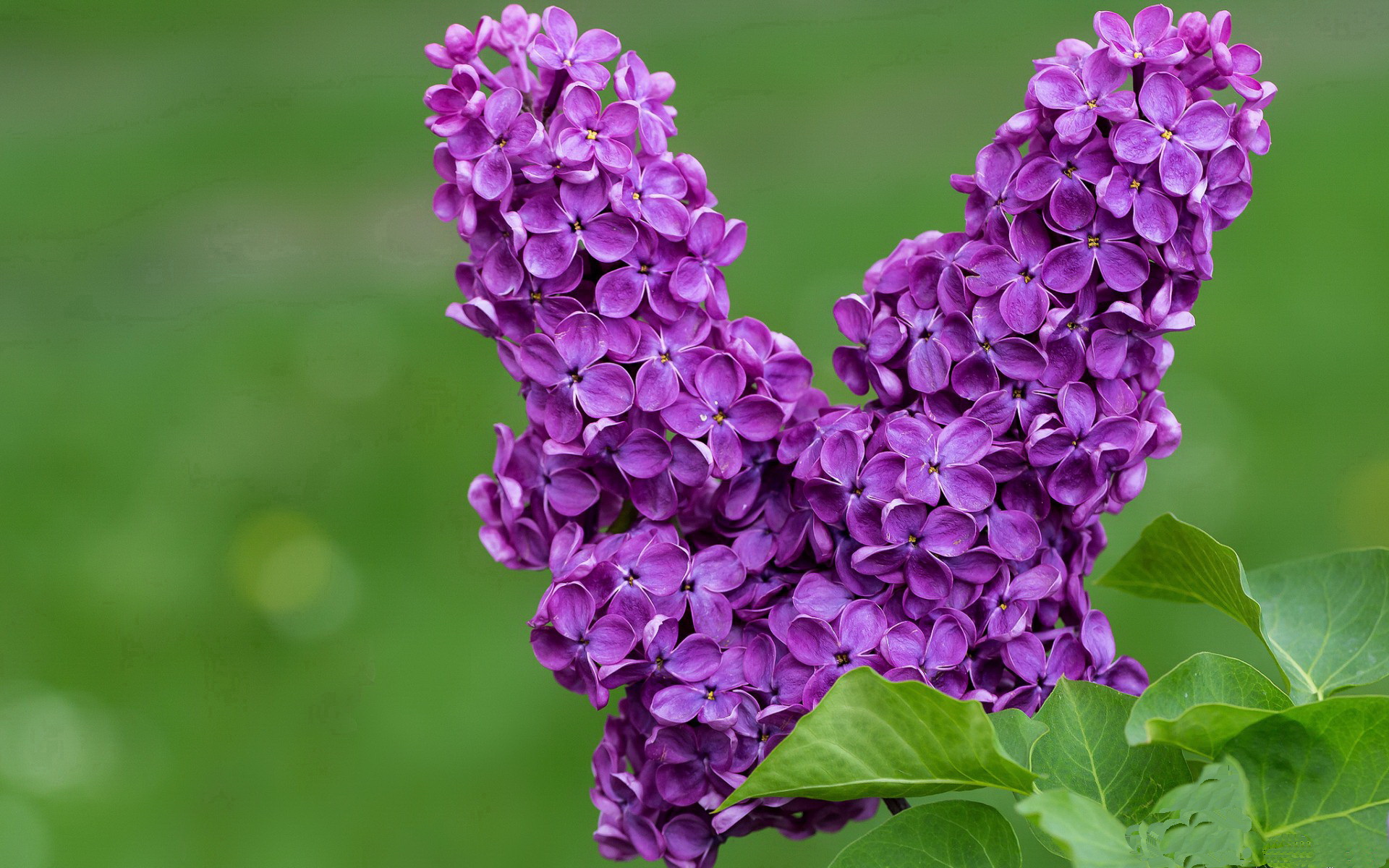 跳水技术升级荷兰夺得关键积分，荷兰女子水球